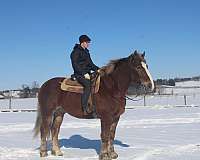 driving-draft-horse