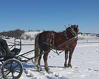 parade-draft-horse