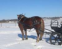 pleasure-driving-draft-horse