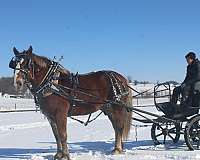 trail-draft-horse