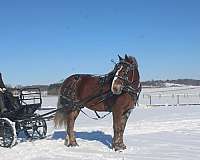 trail-riding-draft-horse