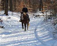 chocolate-white-strip-horse