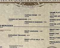 athletic-quarter-horse