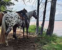 flashy-appaloosa-horse