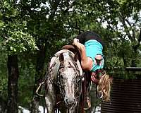 husband-safe-appaloosa-horse