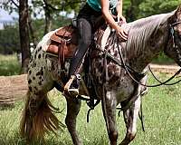 performance-appaloosa-horse