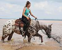 ranch-versatility-appaloosa-horse