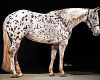 ranch-work-appaloosa-horse