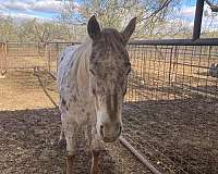 roping-appaloosa-horse