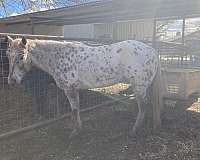 show-appaloosa-horse