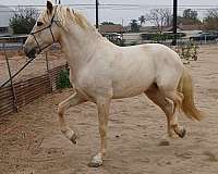 andalusian-stallion