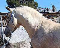 andalusian-horse-for-sale