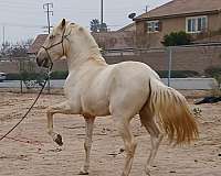 andalusian-horse