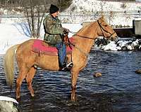 beginner-tennessee-walking-horse