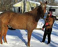 safe-tennessee-walking-horse