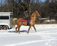 sound-tennessee-walking-horse