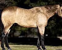 performance-quarter-horse