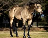 ranch-versatility-quarter-horse