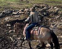 ranch-work-quarter-horse