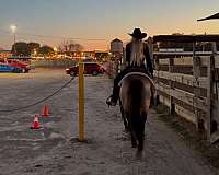 working-cattle-quarter-horse