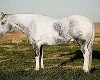 grey-paint-gelding