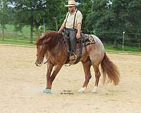 athletic-draft-horse