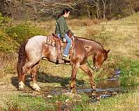 calf-roping-draft-horse