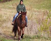 dressage-draft-horse