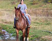 parade-draft-horse