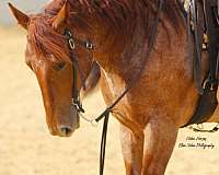 performance-draft-horse