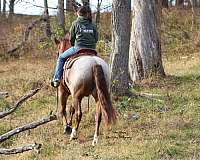 ranch-versatility-draft-horse