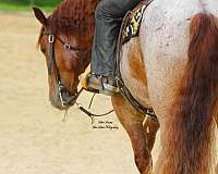 ranch-work-draft-horse