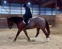 ridden-english-draft-horse