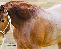 ridden-western-draft-horse