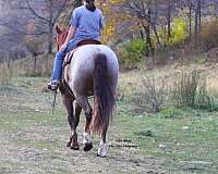 roping-draft-horse