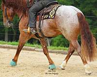 show-draft-horse