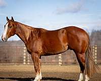 calf-roping-quarter-horse