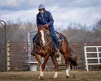 ranch-versatility-quarter-horse