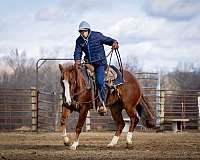 ranch-work-quarter-horse