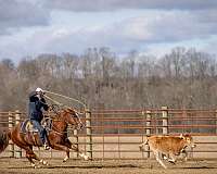 trail-riding-quarter-horse