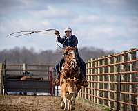 western-riding-quarter-horse