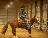 working-cattle-quarter-horse