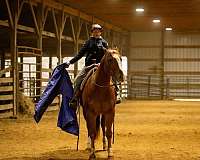 sorrel-quarter-horse-gelding