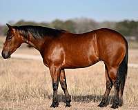 ranch-versatility-quarter-horse