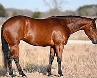 ranch-work-quarter-horse