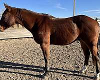 aqha-wr-blues-tomcat-quarter-horse