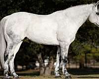 ranch-versatility-quarter-horse