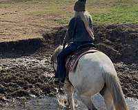 ranch-work-quarter-horse