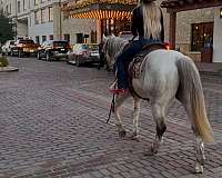 trail-riding-quarter-horse