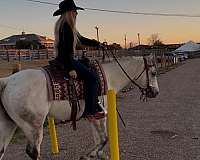 grey-quarter-horse-gelding